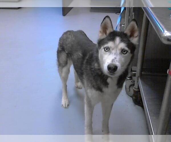 Medium Photo #1 Siberian Husky Puppy For Sale in Fayetteville, NC, USA