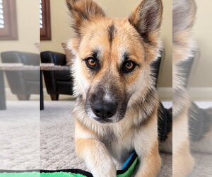 Mutt Dogs for adoption in Lake Forest, CA, USA