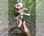 Small #3 American Pit Bull Terrier Mix