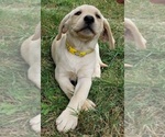 Small #6 Labrador Retriever