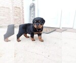 Small Photo #1 Rottweiler Puppy For Sale in LEOLA, PA, USA