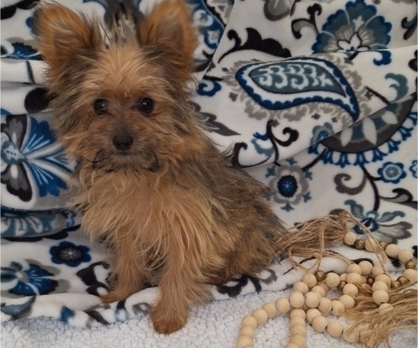 Medium Photo #3 Yoranian Puppy For Sale in ELKTON, KY, USA