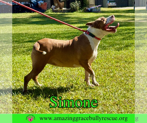 Simone - Female American Staffordshire Terrier-Unknown Mix Dog for Adoption - Photo #25
