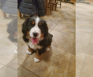 Bernese Mountain Dog Puppy for sale in BERNVILLE, PA, USA