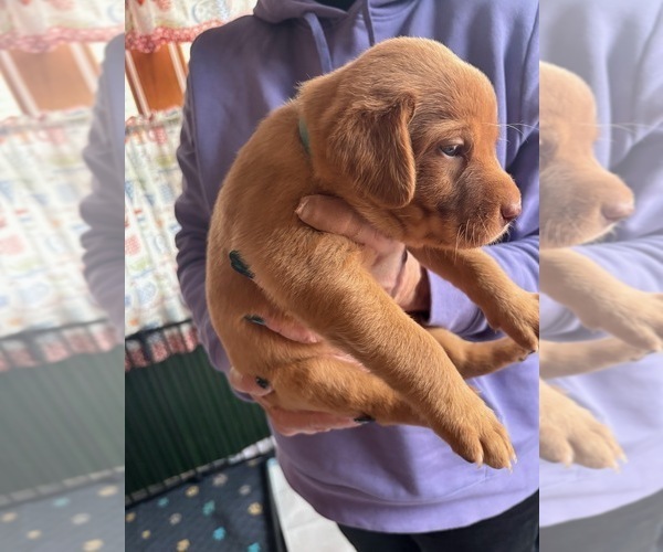 Medium Photo #2 Labrador Retriever Puppy For Sale in BUFFALO, NY, USA