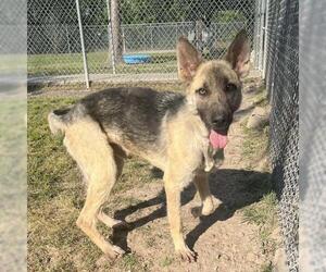 German Shepherd Dog Dogs for adoption in Conroe, TX, USA