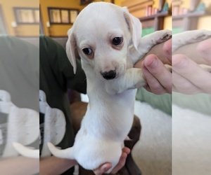 Chiweenie Puppy for sale in LAUREL SPGS, NC, USA