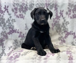 Labrador Retriever-Unknown Mix Puppy for sale in LAKELAND, FL, USA