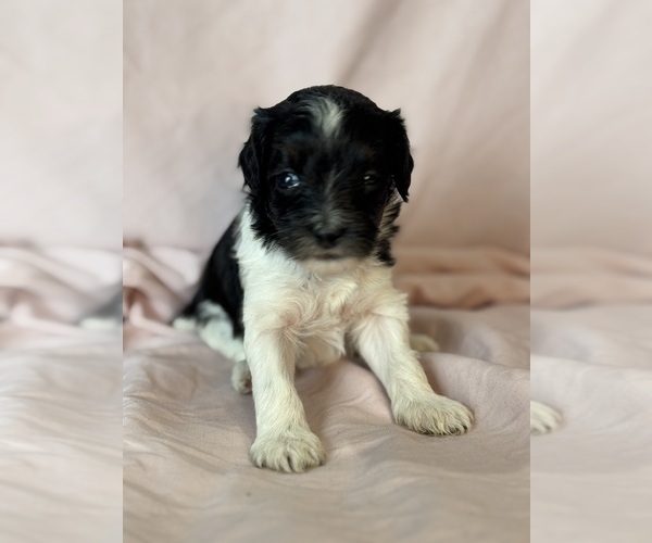Medium Photo #12 Bernedoodle (Miniature) Puppy For Sale in LONGMONT, CO, USA