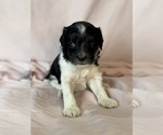Oreo - Female Bernedoodle (Miniature) Puppy for Sale - Photo #12
