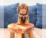 Small #1 Beaglier