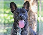 *WILLY - Male Mutt Dog for Adoption - Small photo