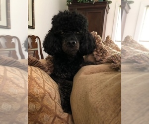 Father of the Miniature Labradoodle puppies born on 06/21/2025