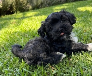 Medium Havanese