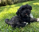 Puppy Oreo Havanese