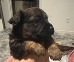 Puppy Puppy 6 Chihuahua-Chiweenie Mix