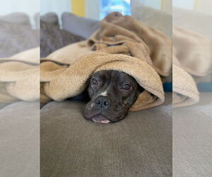 Mutt Dogs for adoption in COLUMBIA, MD, USA