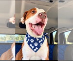 Small Photo #3 Mutt Puppy For Sale in Euless, TX, USA