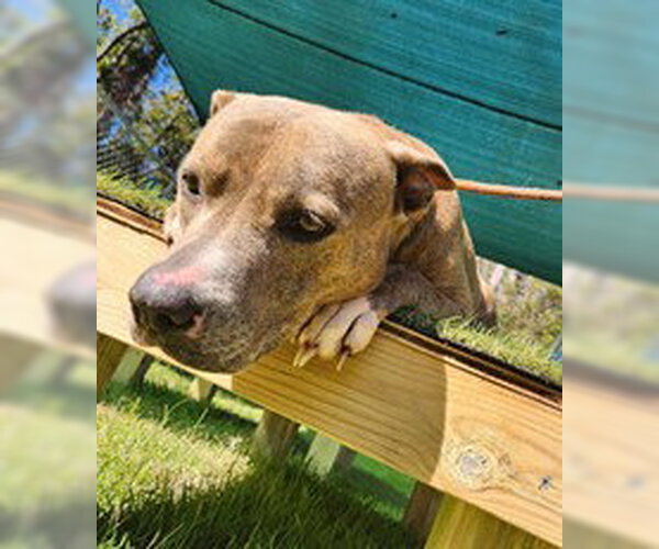 Medium Photo #1 American Pit Bull Terrier-Unknown Mix Puppy For Sale in Tavares, FL, USA