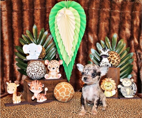 Medium Photo #1 Chihuahua Puppy For Sale in CHARLESTON, AR, USA