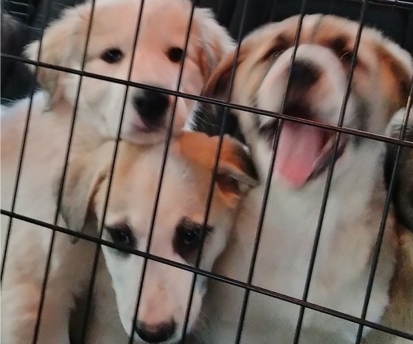 Medium Photo #24 German Shepherd Dog-Great Pyrenees Mix Puppy For Sale in JONESBORO, GA, USA