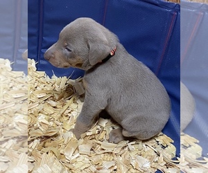 Doberman Pinscher Puppy for sale in BASSFIELD, MS, USA
