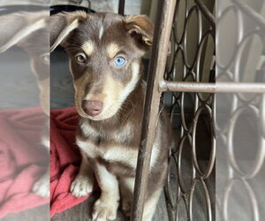 Labsky Dogs for adoption in Evansville, IN, USA