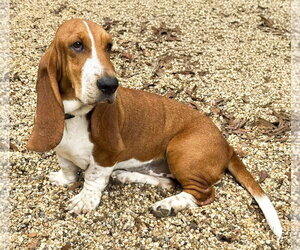 Basset Hound Dogs for adoption in Deepwater, NJ, USA