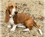 HEATHER - ADOPTION PENDING! - Female Basset Hound Dog for Adoption - Small photo
