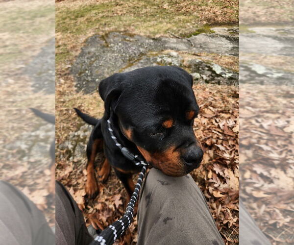 Medium Photo #2 Rottweiler Puppy For Sale in Hillsboro, NH, USA