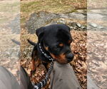 Small #1 Rottweiler