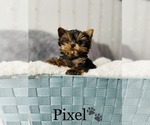 Small Photo #18 Yorkshire Terrier Puppy For Sale in COOKEVILLE, TN, USA