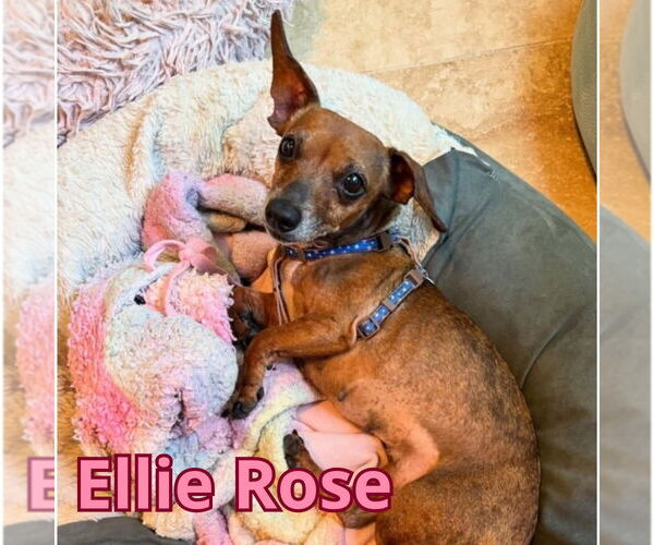 Medium Photo #5 Dachshund Puppy For Sale in San Antonio, TX, USA