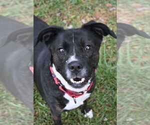 Borador Dogs for adoption in DuQuoin, IL, USA