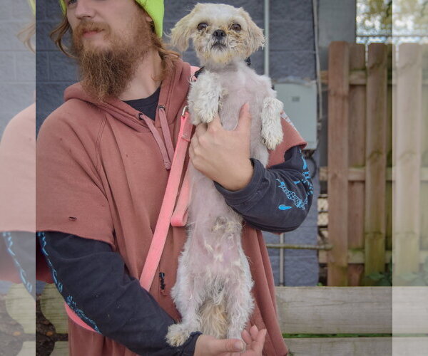Medium Photo #3 Shih Tzu Puppy For Sale in Huntley, IL, USA