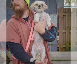 Pompis - Male Shih Tzu Dog for Adoption - Photo #3