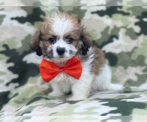 Zuchon Puppy for sale in LAKELAND, FL, USA