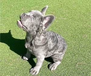 French Bulldog Puppy for sale in LAS VEGAS, NV, USA