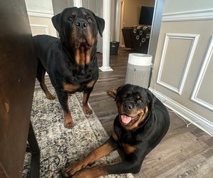 Mother of the Rottweiler puppies born on 11/22/2024