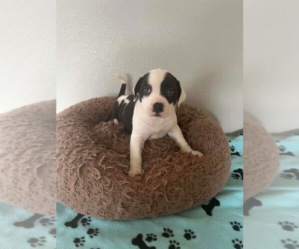 Medium Photo #1 Mutt Puppy For Sale in Osgood, IN, USA