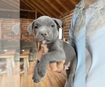 Small Photo #11 American Bully Puppy For Sale in SOMERSET, KY, USA