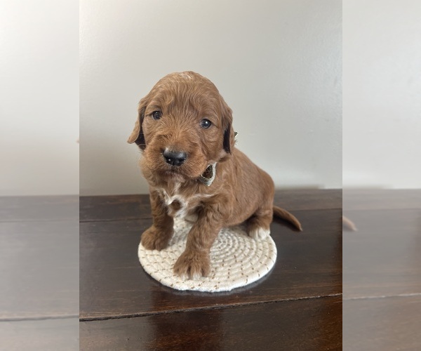 Medium Photo #24 Goldendoodle Puppy For Sale in WOODBURN, IN, USA