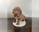 Small Photo #24 Goldendoodle Puppy For Sale in WOODBURN, IN, USA