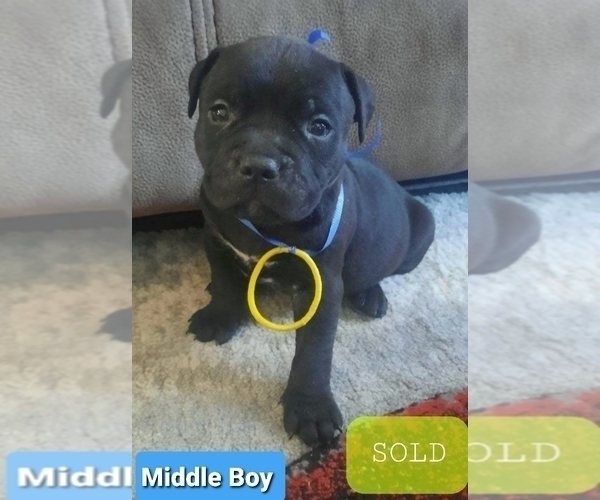 Medium Photo #8 American Pit Bull Terrier Puppy For Sale in CARROLLTON, GA, USA