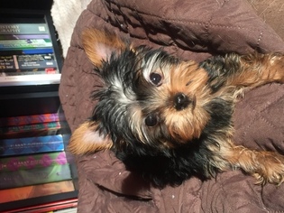 Yorkshire Terrier Puppy for sale in CHICAGO, IL, USA