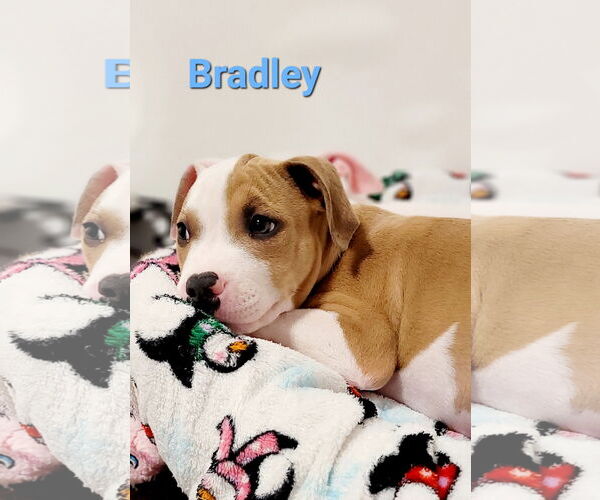 Medium Photo #2 American Pit Bull Terrier-Unknown Mix Puppy For Sale in Des Moines, IA, USA