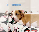 Small #1 American Pit Bull Terrier Mix
