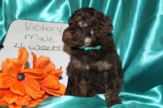 Poodle (Standard) Puppy for sale in HOISINGTON, KS, USA