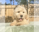 Small Photo #7 Goldendoodle Puppy For Sale in OCALA, FL, USA