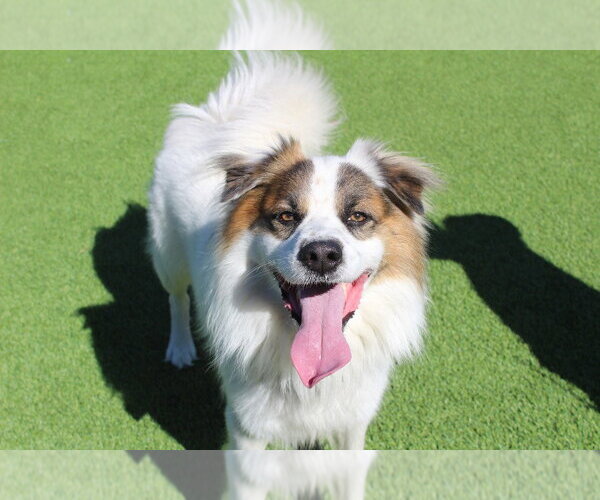 Medium Photo #1 Australian Shepherd-Unknown Mix Puppy For Sale in Chestertown, MD, USA